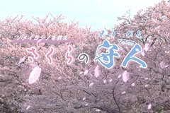 ソメイヨシノを救え さくらの守人 ふたたび